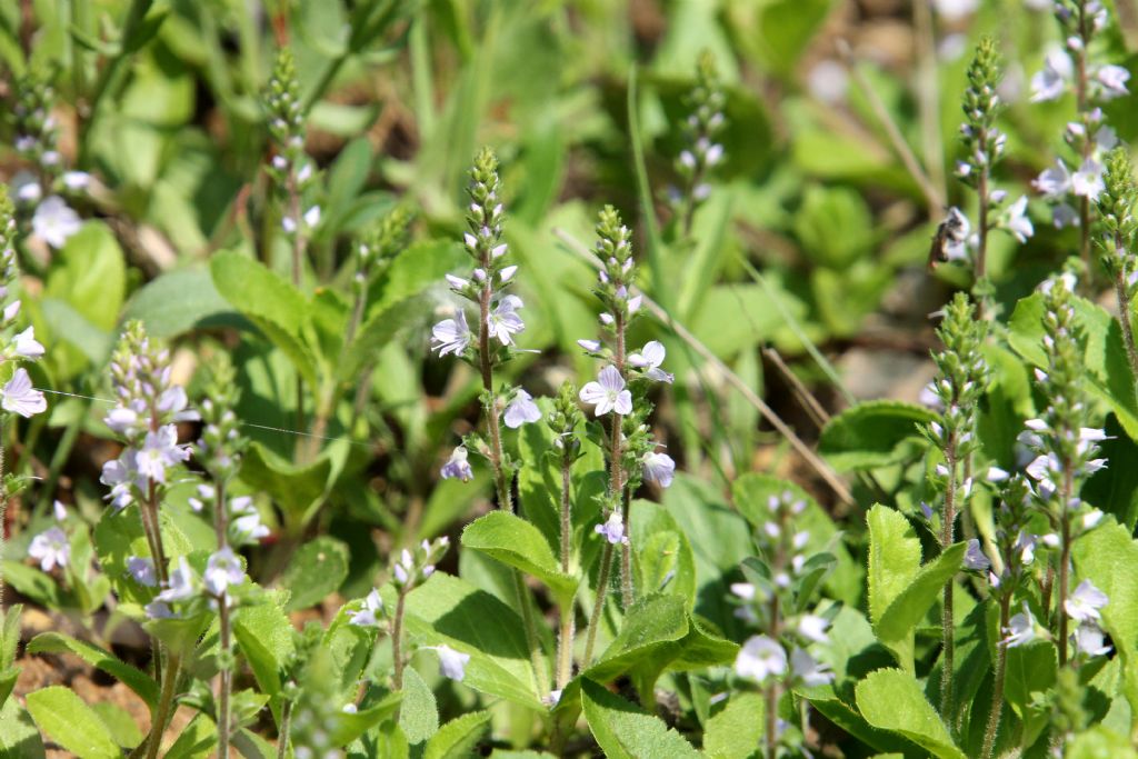 Veronica officinalis / Veronica officinale